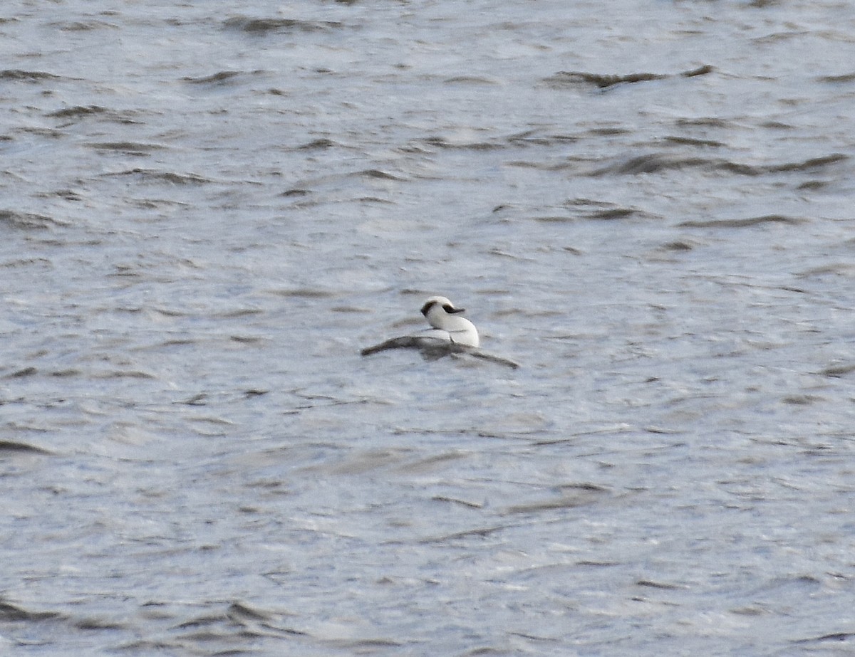 Smew - ML642241233
