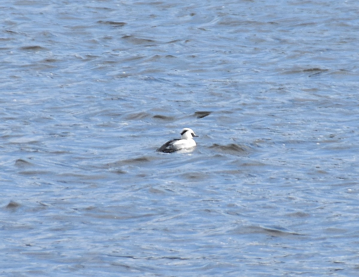 Smew - ML642241234