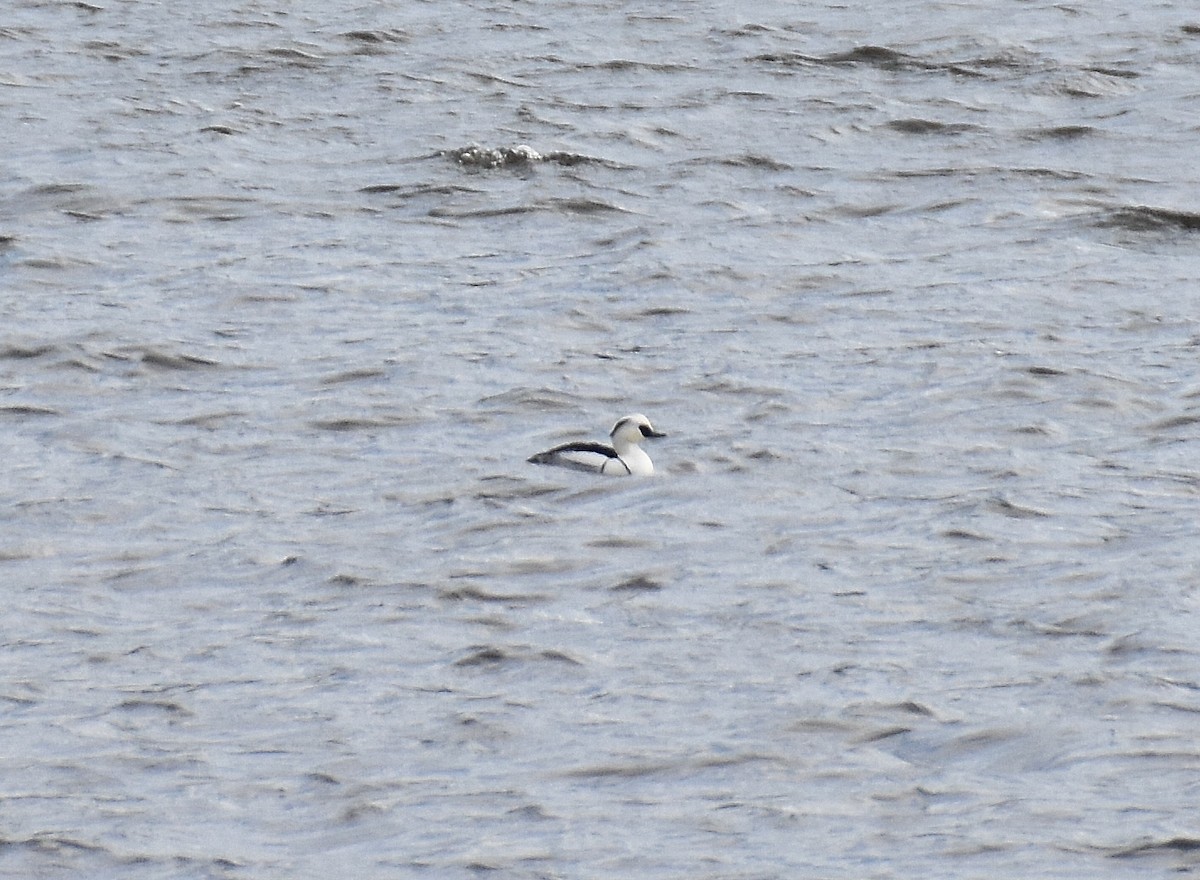 Smew - ML642241235