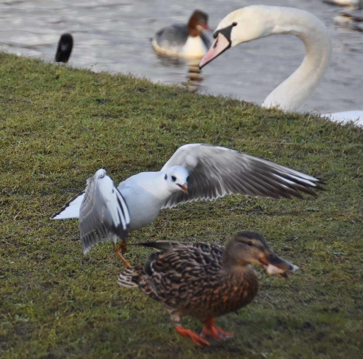 Mouette rieuse - ML642241243