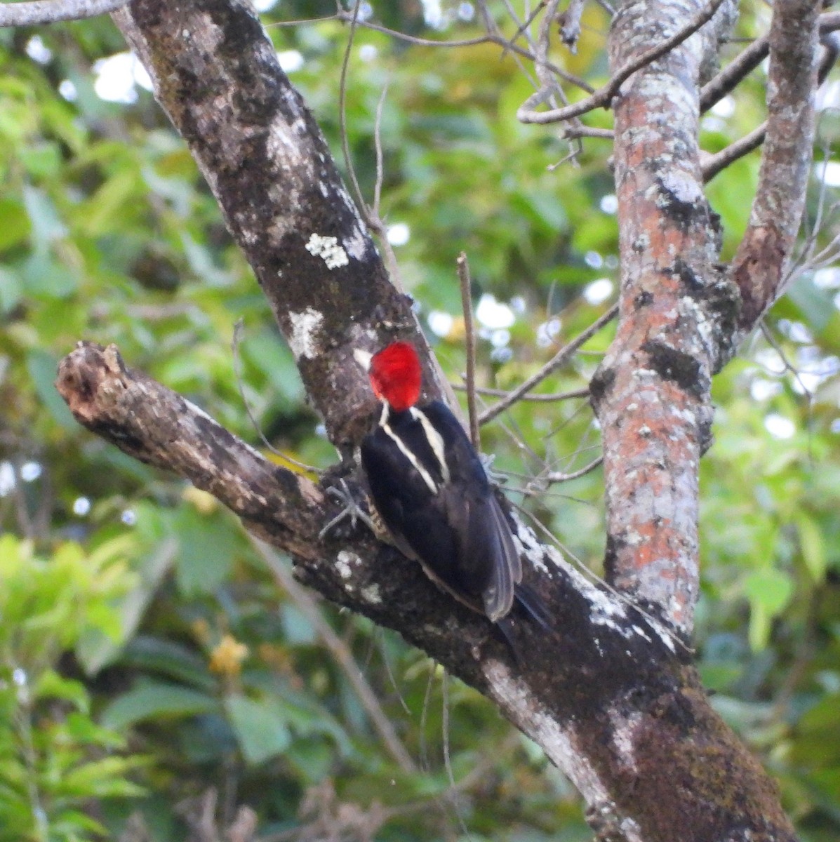 Pale-billed Woodpecker - ML642241251