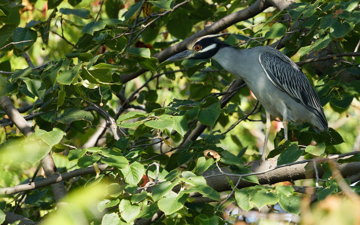 Yellow-crowned Night Heron - ML642241260