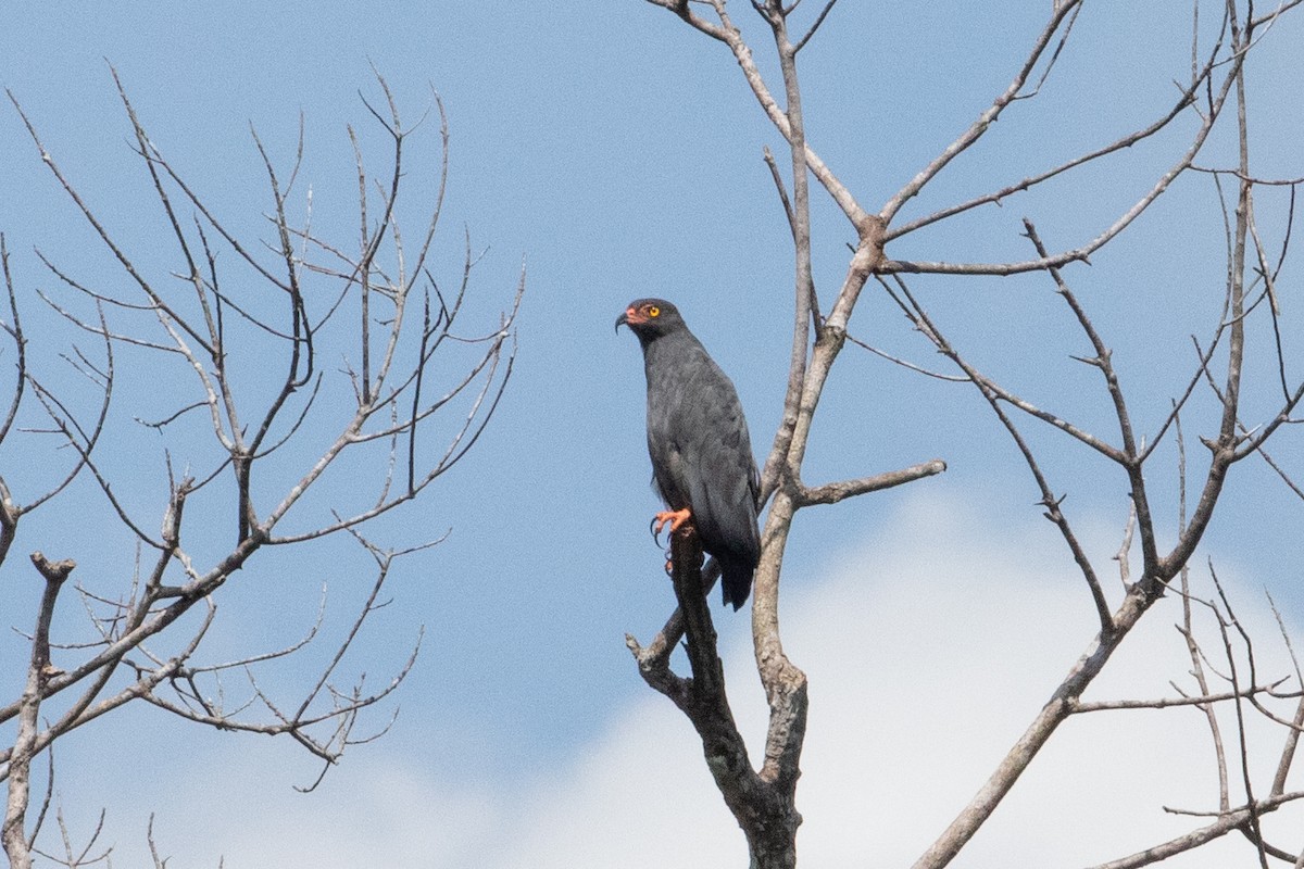 smalnebbglente - ML642241261