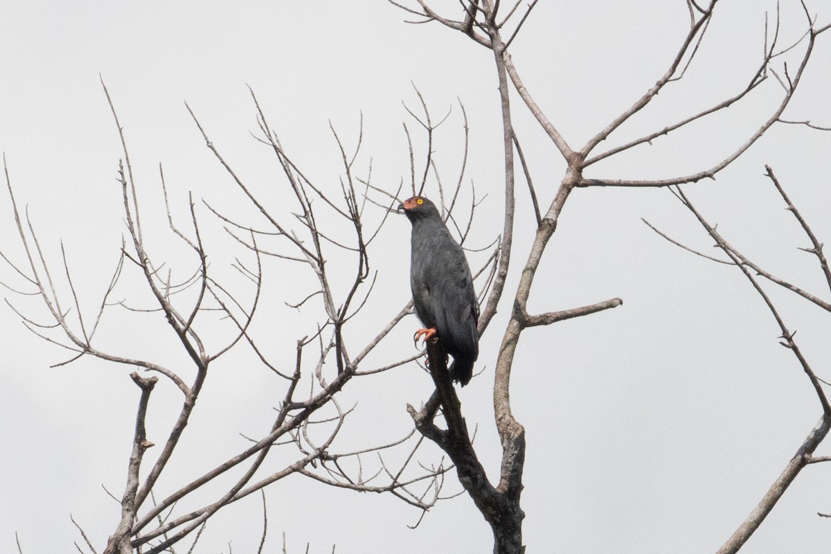 smalnebbglente - ML642241262