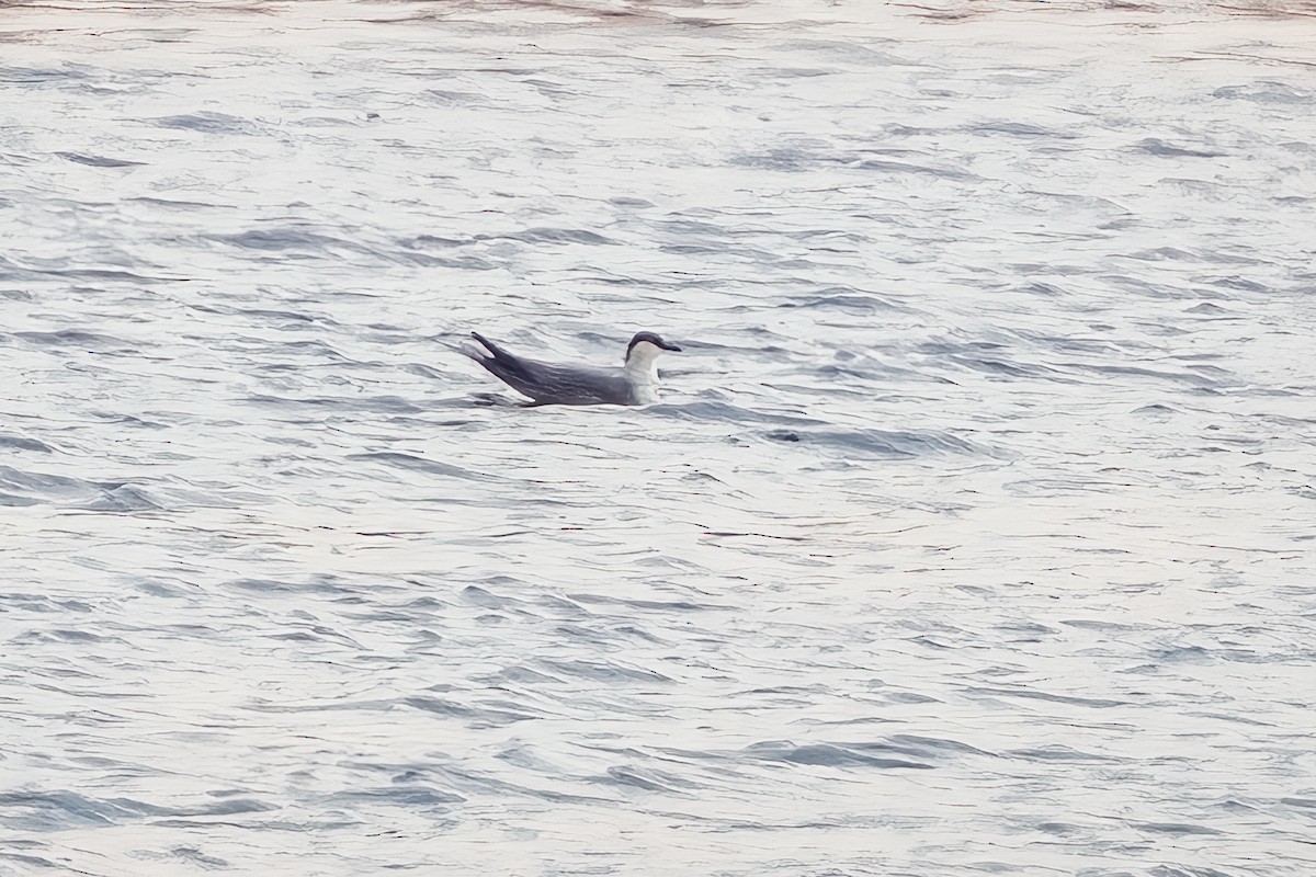 Long-tailed Jaeger - ML642241319