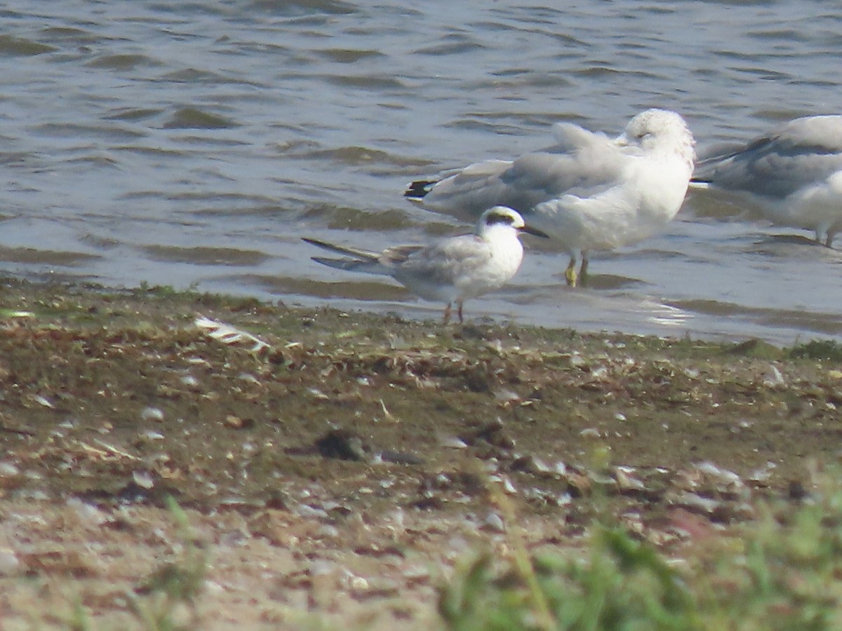 Forster's Tern - ML642241357