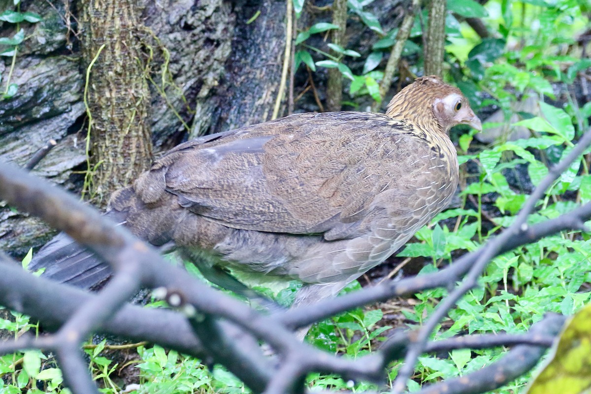 Red Junglefowl - ML642241360