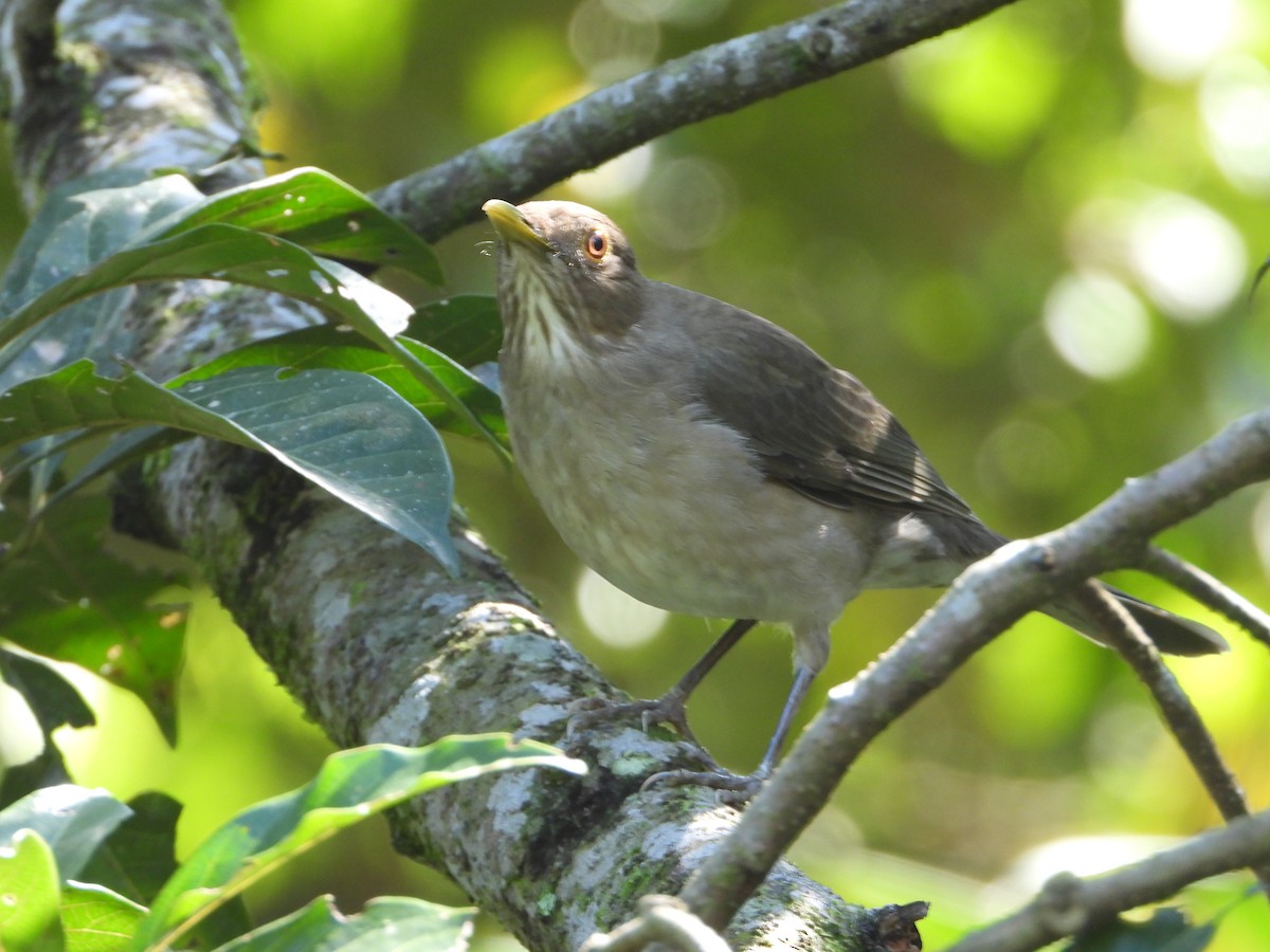 Ecuadorian Thrush - ML642241376