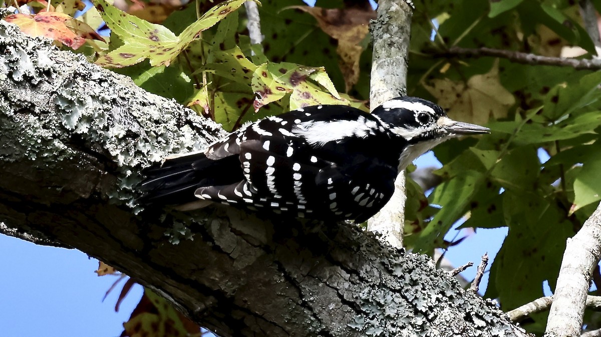 Hairy Woodpecker - ML642241401