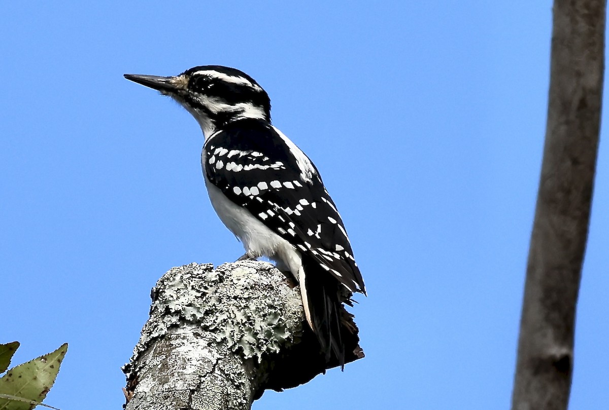 Hairy Woodpecker - ML642241404