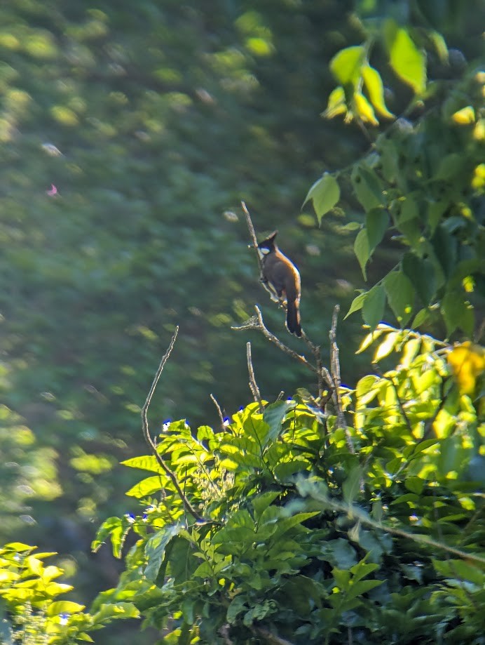 Red-whiskered Bulbul - ML642241444