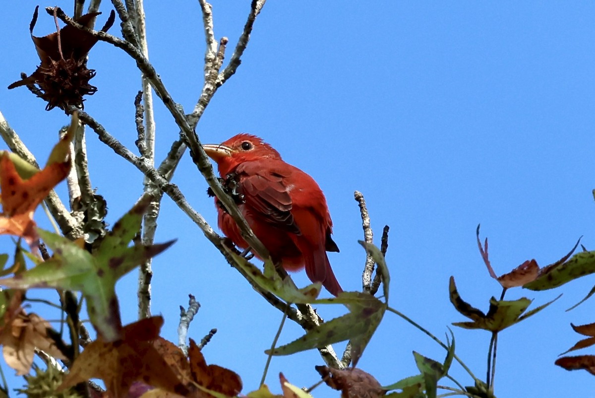 Summer Tanager - ML642241465