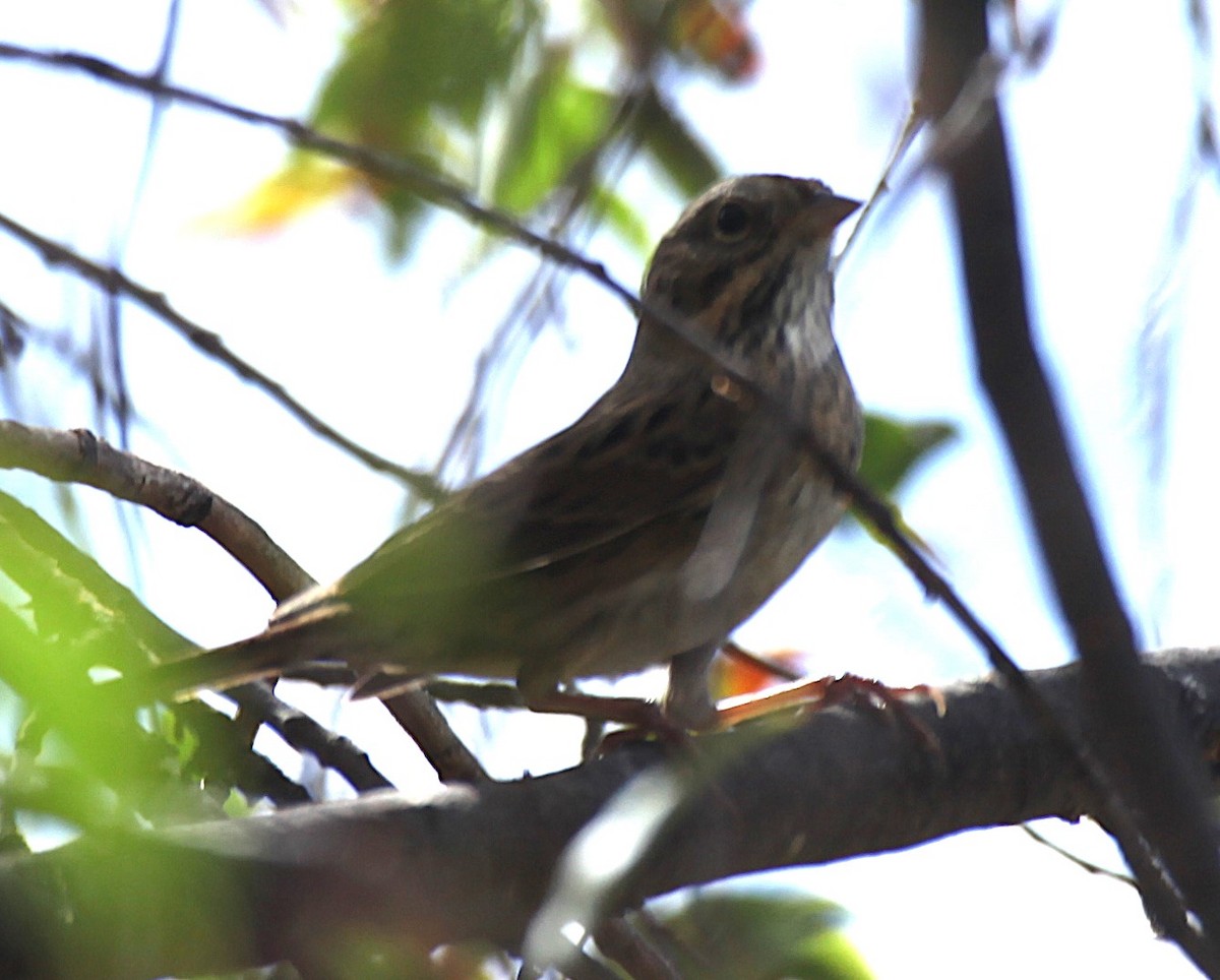 Lincoln's Sparrow - ML642241475