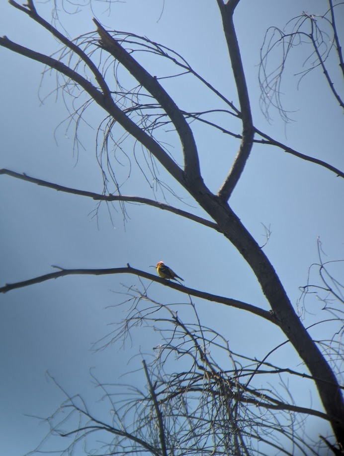 Western Tanager - ML642241498
