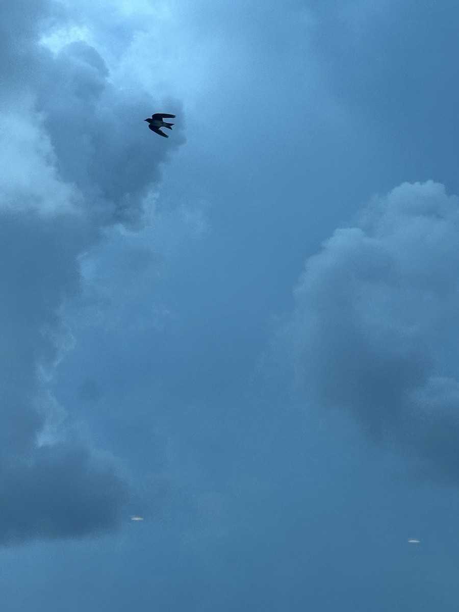 Gray-breasted Martin - ML642241502