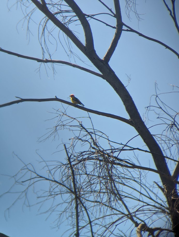 Western Tanager - ML642241506