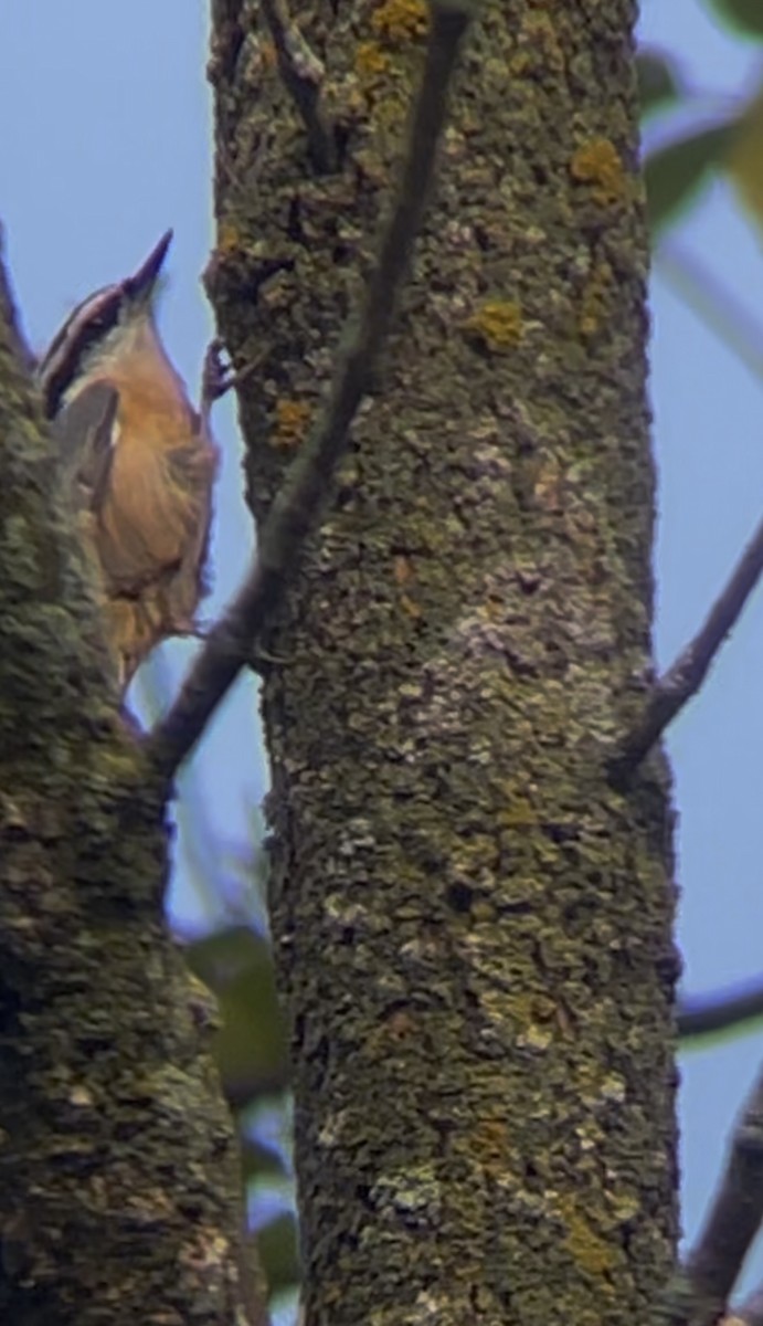 brhlík americký - ML642241538