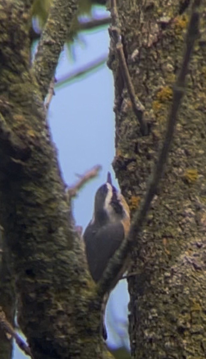 brhlík americký - ML642241539