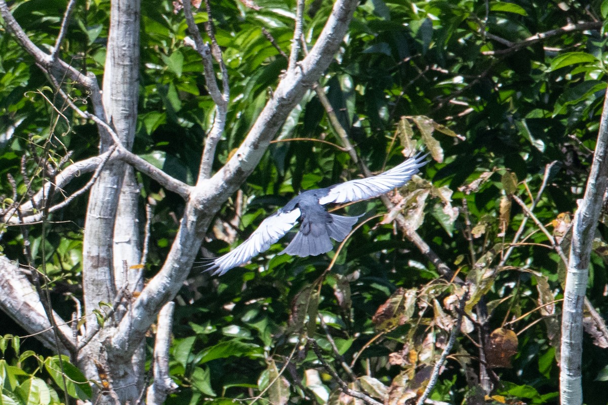Bare-necked Fruitcrow - ML642241540