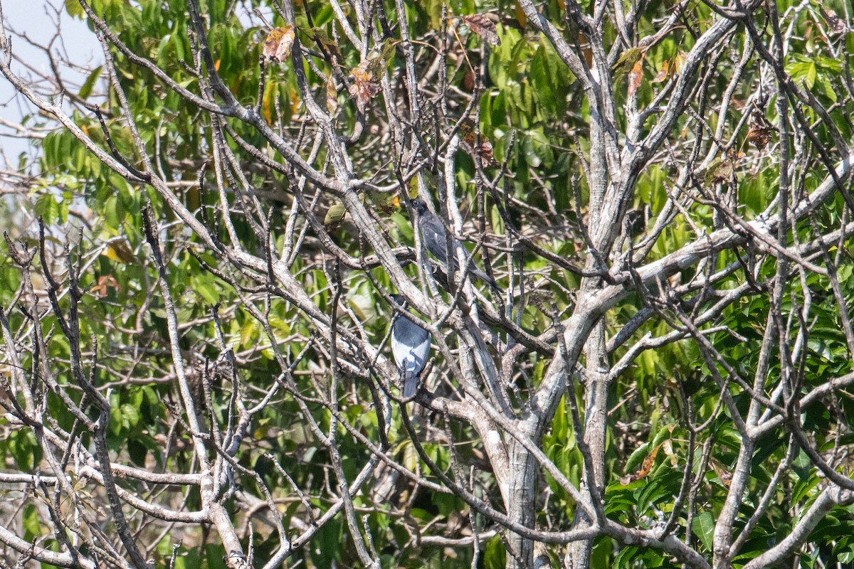 Bare-necked Fruitcrow - ML642241541