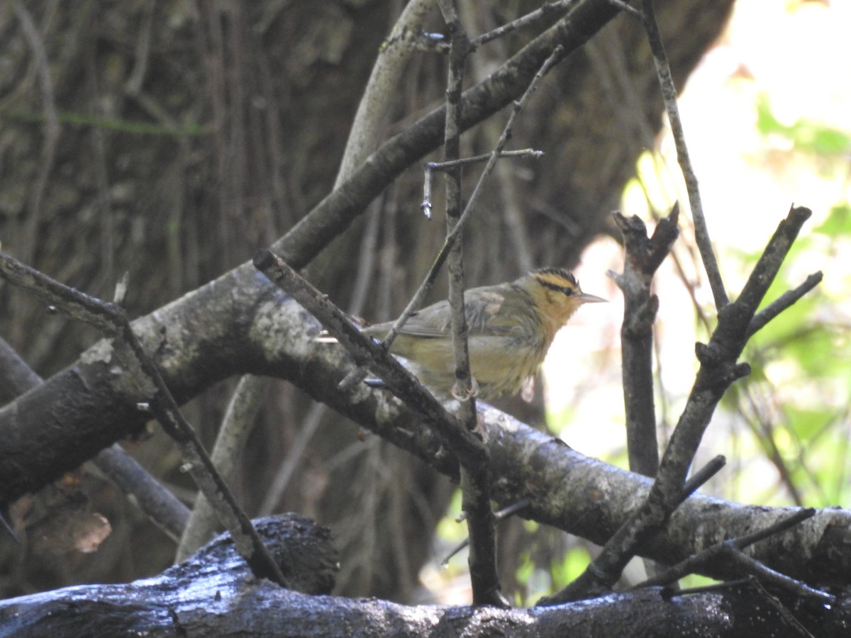Worm-eating Warbler - ML642241547
