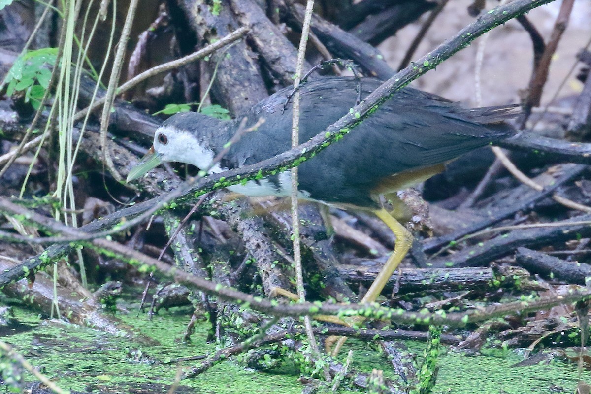 White-breasted Waterhen - ML642241549