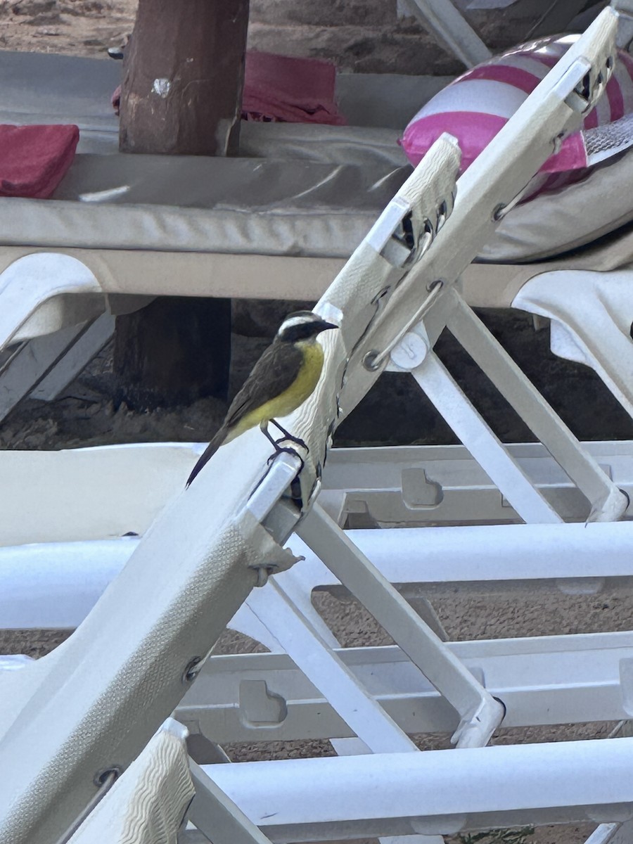 Social Flycatcher - ML642241588