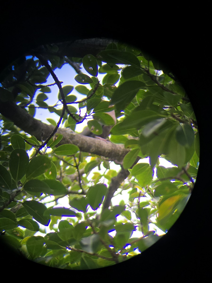 Red-billed Pigeon - ML642241686