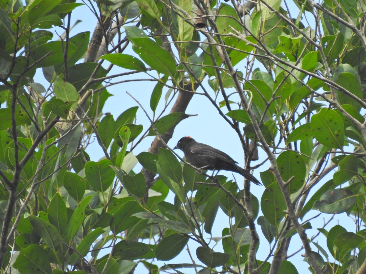 Flame-crested Tanager (Flame-crested) - ML642241698