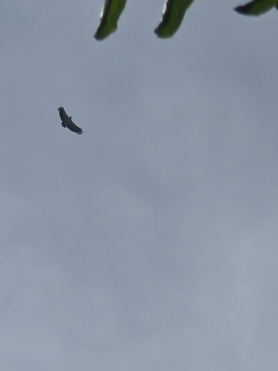 King Vulture - ML642241712