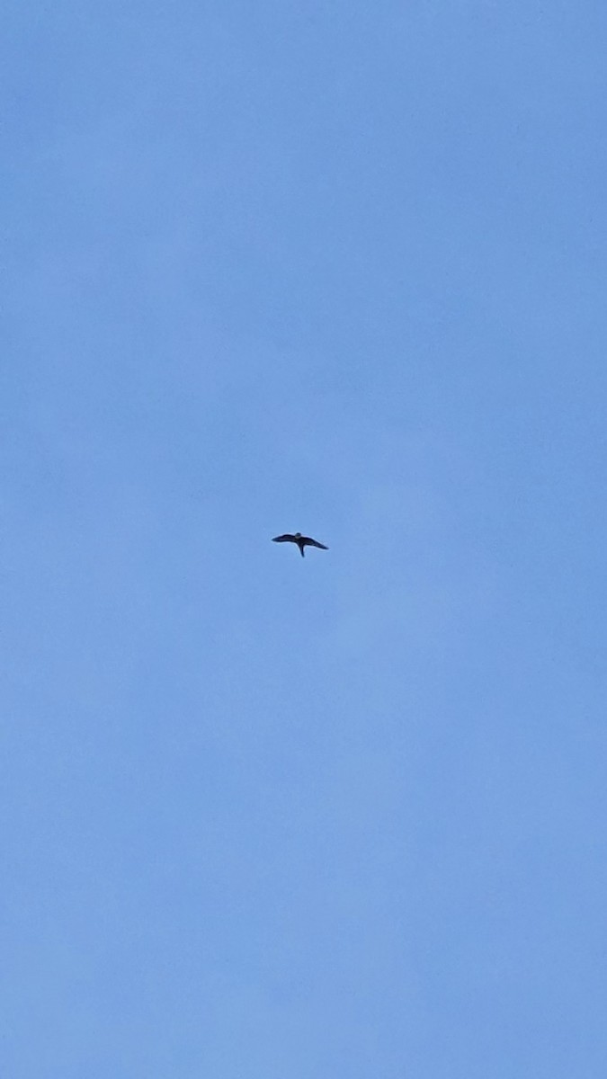 Bat Falcon - ML642241724