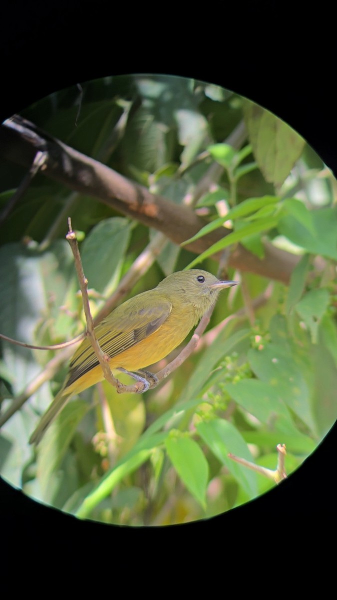 Ochre-bellied Flycatcher - ML642241739