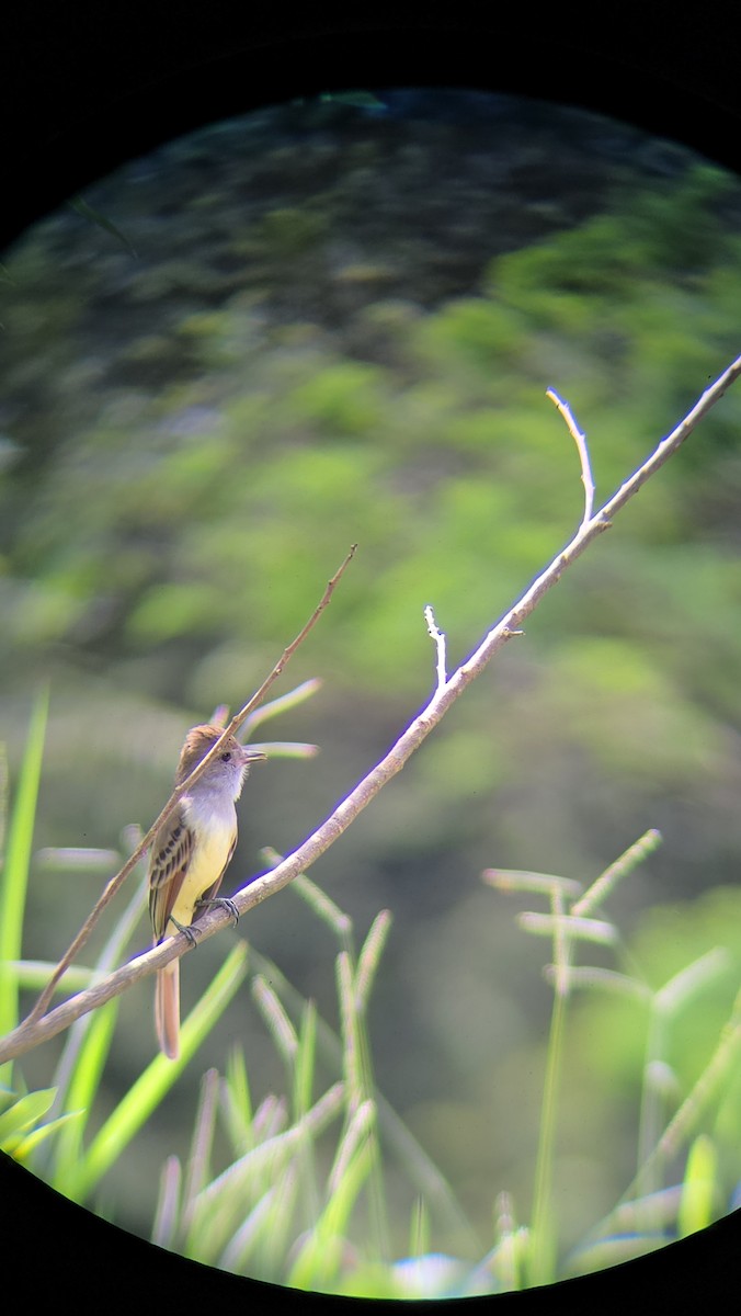 Brown-crested Flycatcher - ML642241747