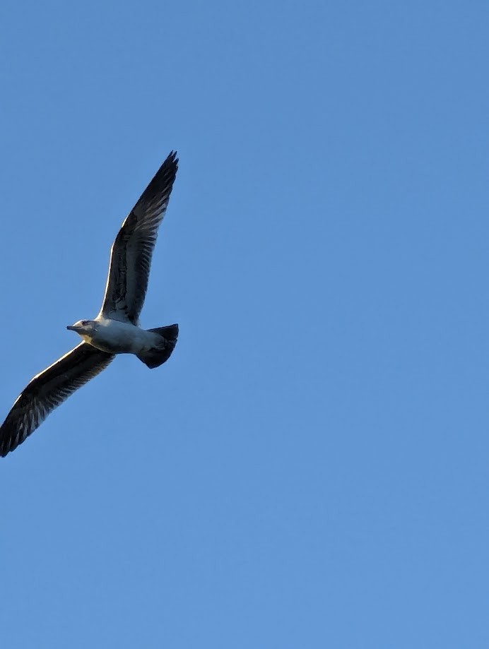 gull sp. - ML642241754