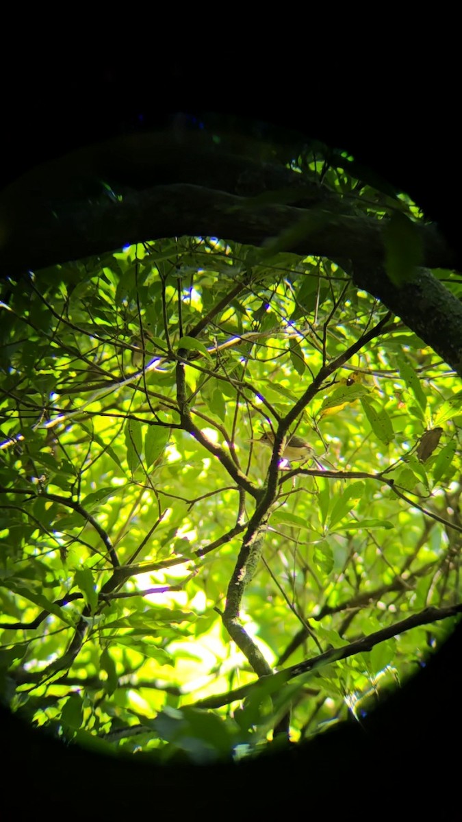 Long-billed Gnatwren - ML642241761