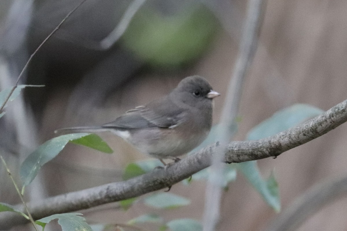 Dark-eyed Junco - ML642241767