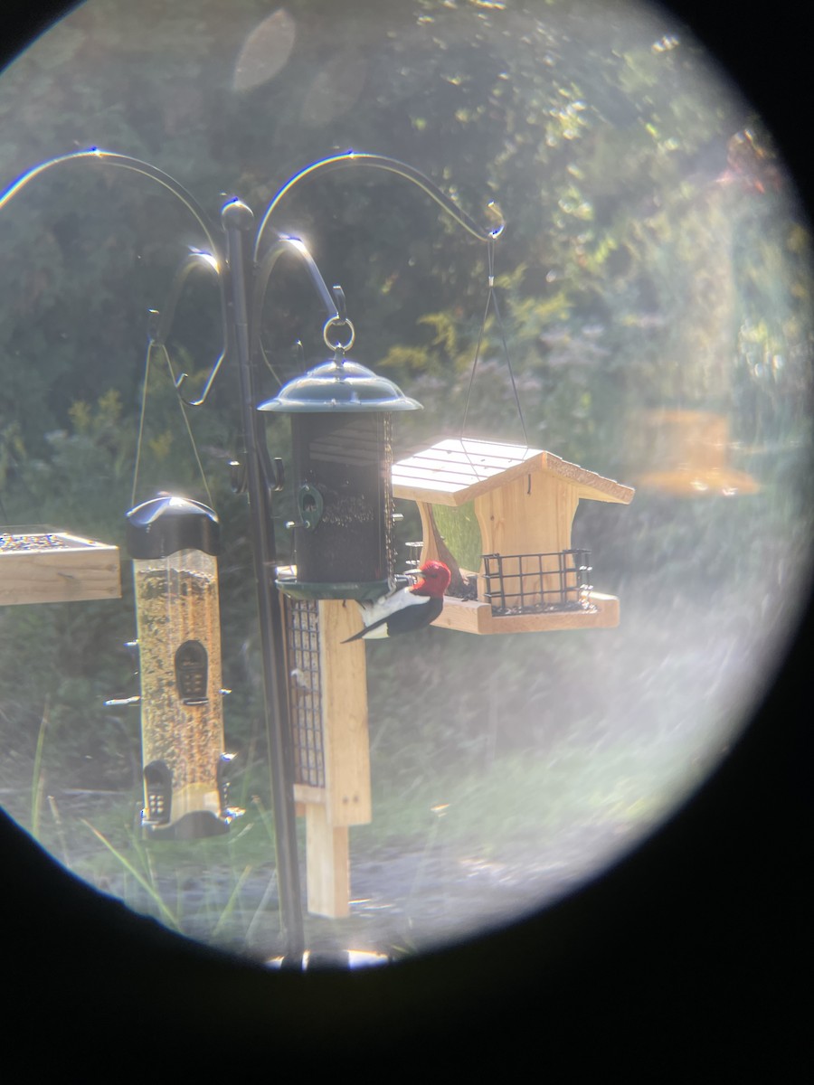 Red-headed Woodpecker - ML642241772