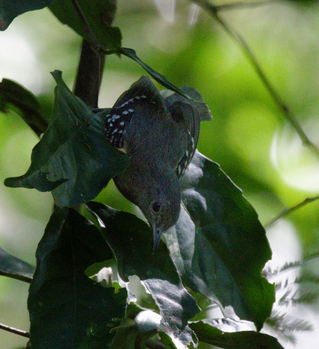 White-flanked Antwren - ML642241780