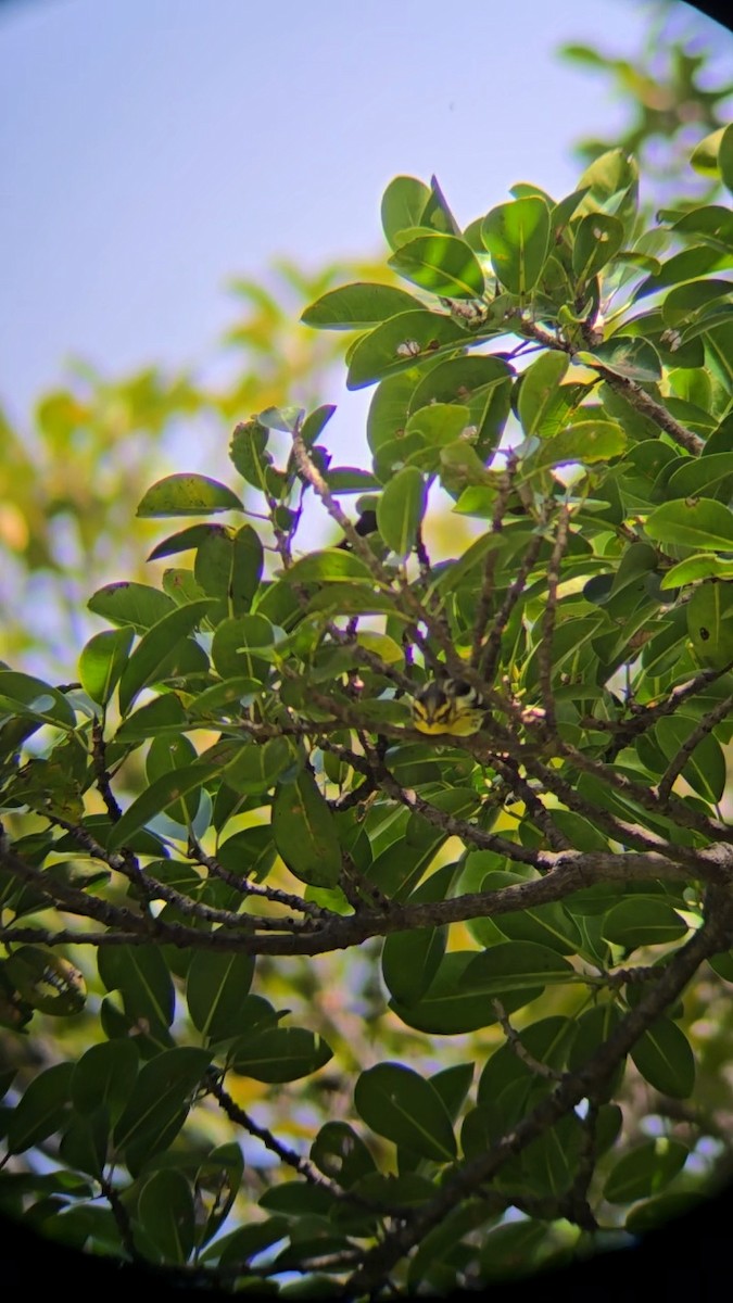 Blackburnian Warbler - ML642241784