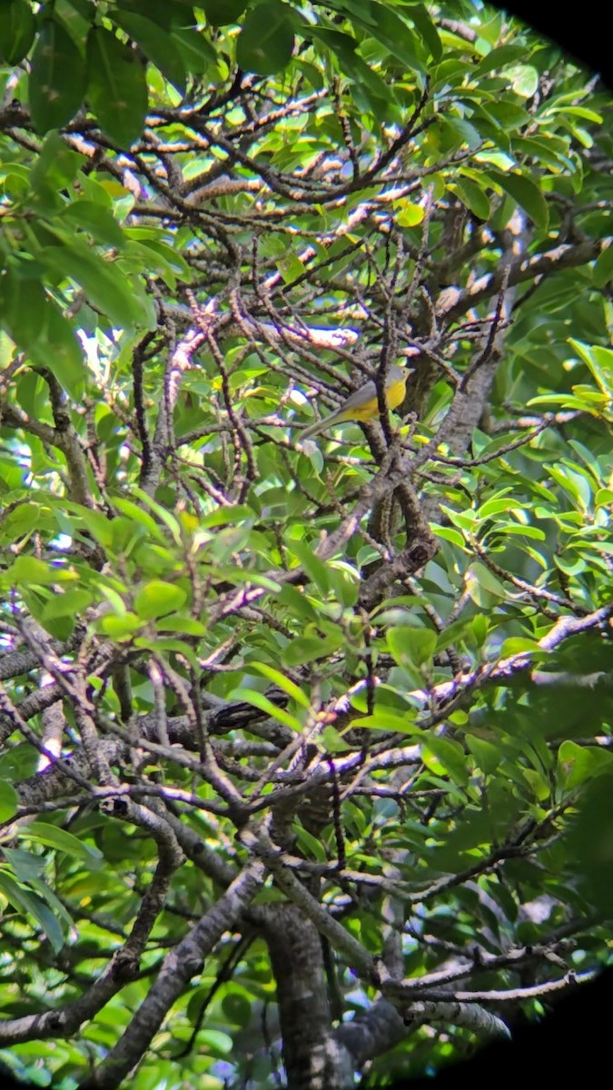 Canada Warbler - ML642241799