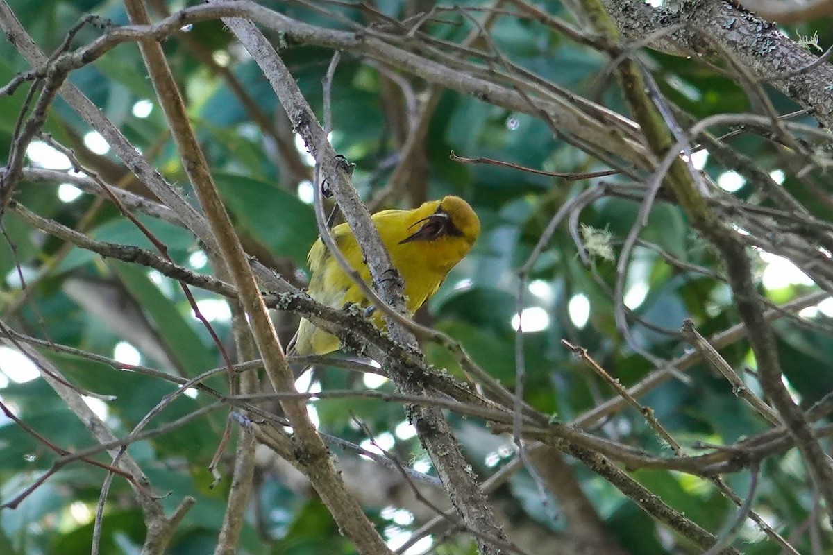 Akiapolaau - ML642241802