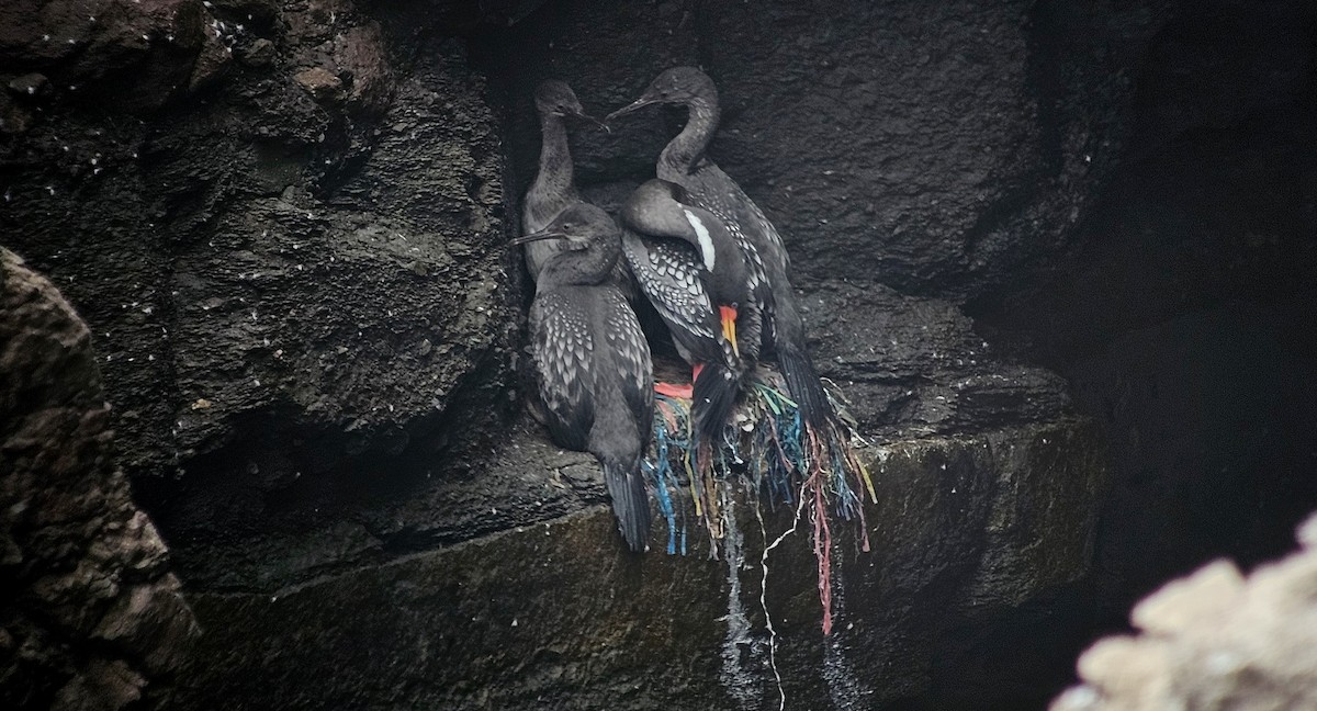 Red-legged Cormorant - ML642241803
