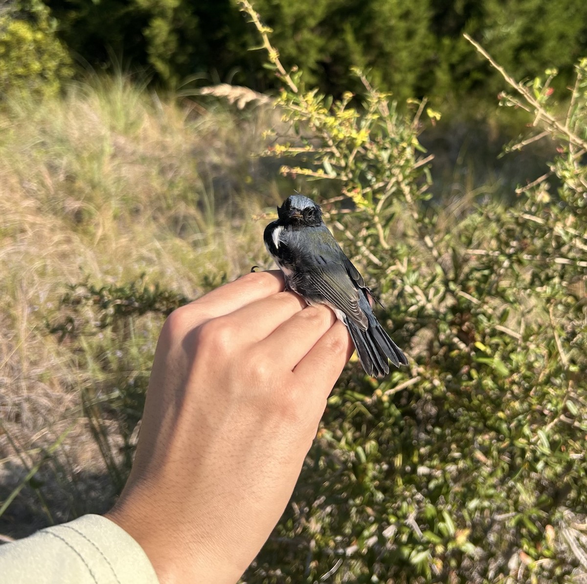 Black-throated Blue Warbler - ML642241809