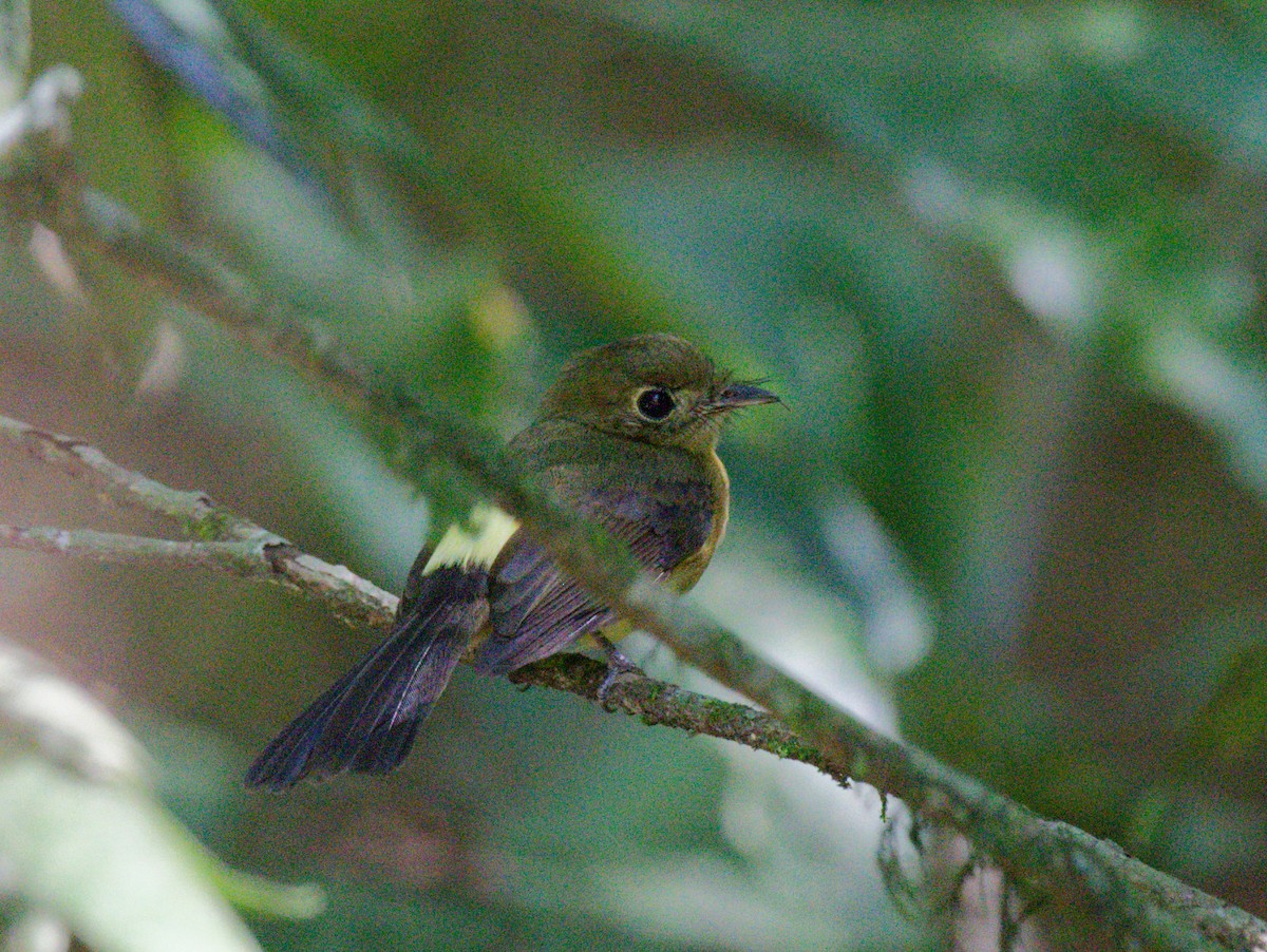 Whiskered Flycatcher - ML642241814