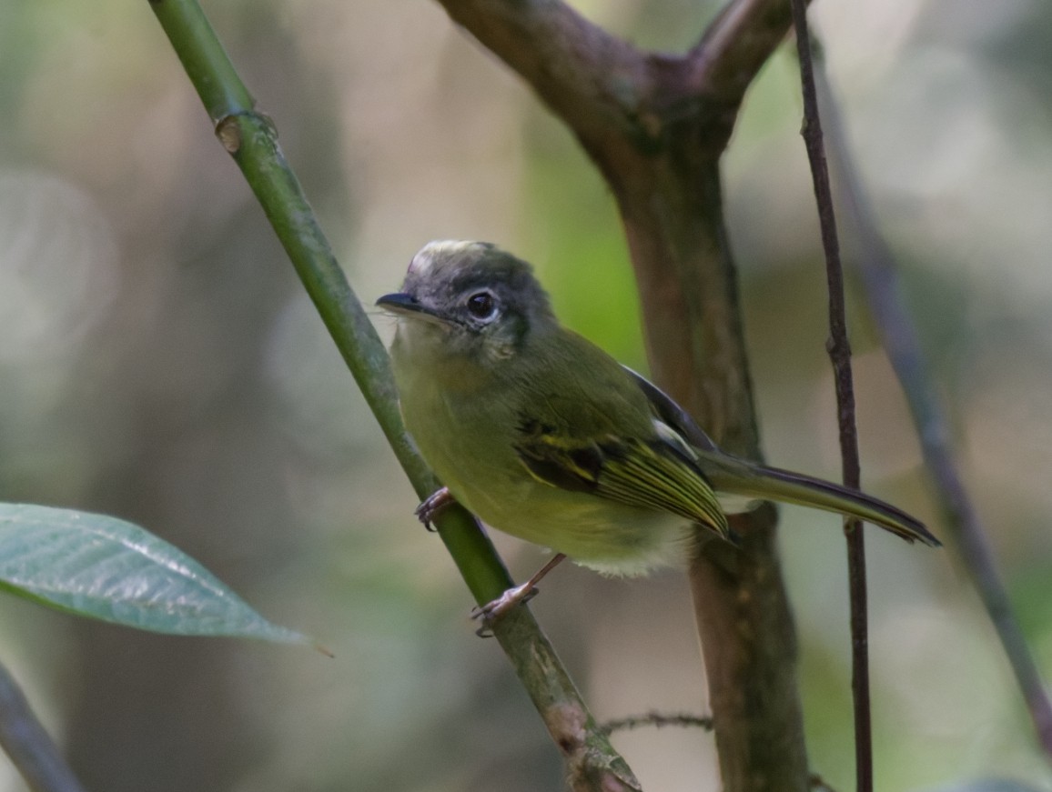 Yellow-olive Flatbill - ML642241830