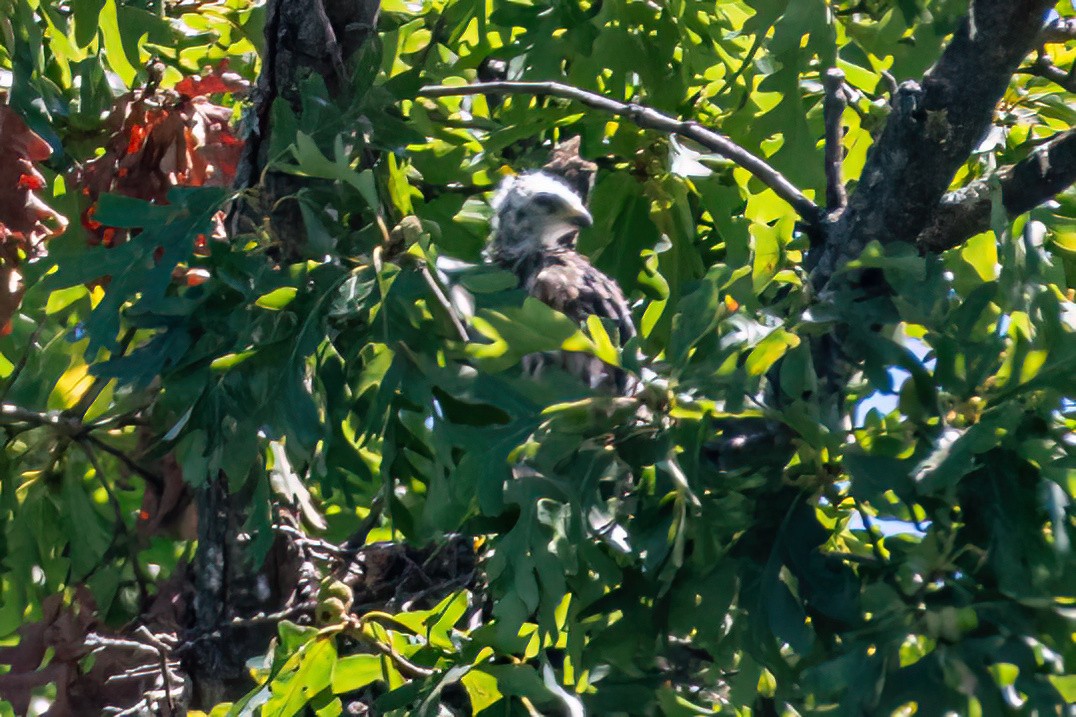 Mississippi Kite - ML642241921