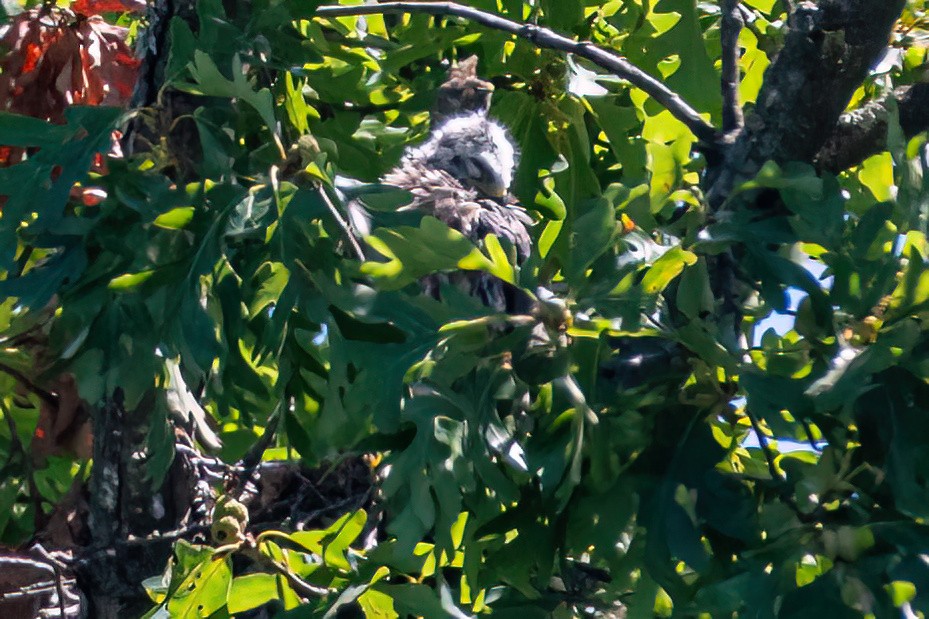 Mississippi Kite - ML642241926