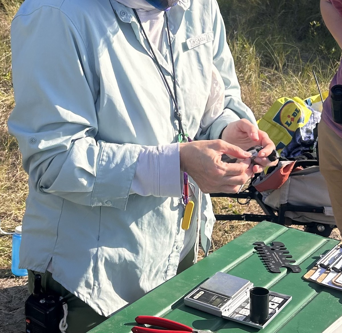 Black-throated Blue Warbler - ML642241930