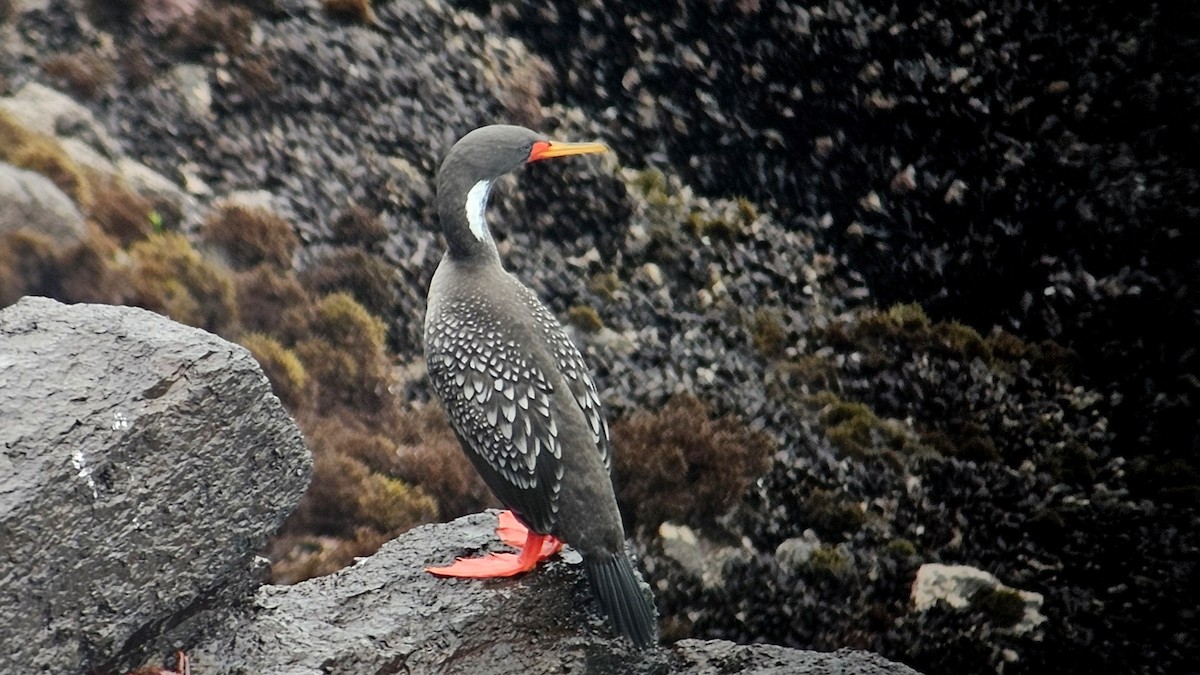Red-legged Cormorant - ML642241938
