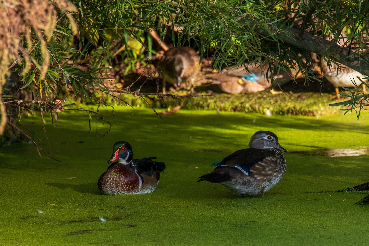 Wood Duck - ML642241944